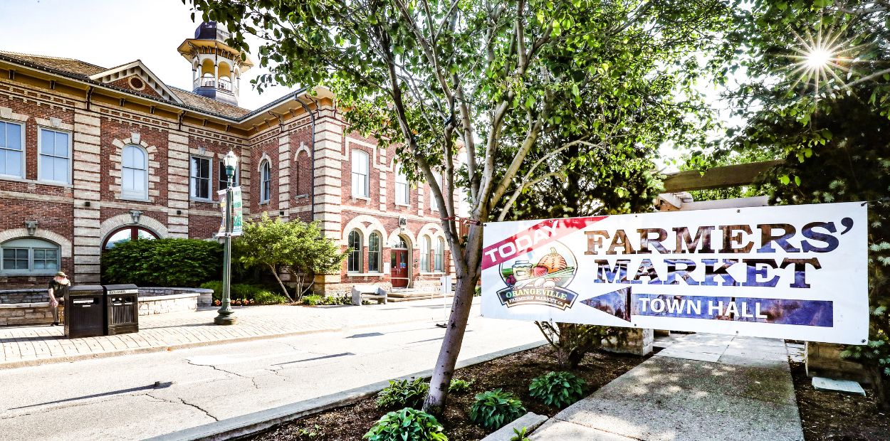 Median on a main street with a farmers' market sign hung between two trees.